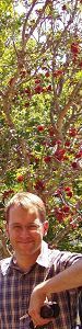 Der Baum mit den roten Beeren