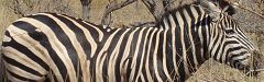 Ein Zebra