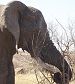 Ein Elefant