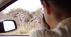 Zebras vor Sabrinas Linse