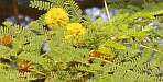 Mimosen in Hluhluwe
