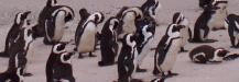 Jackass Pinguine